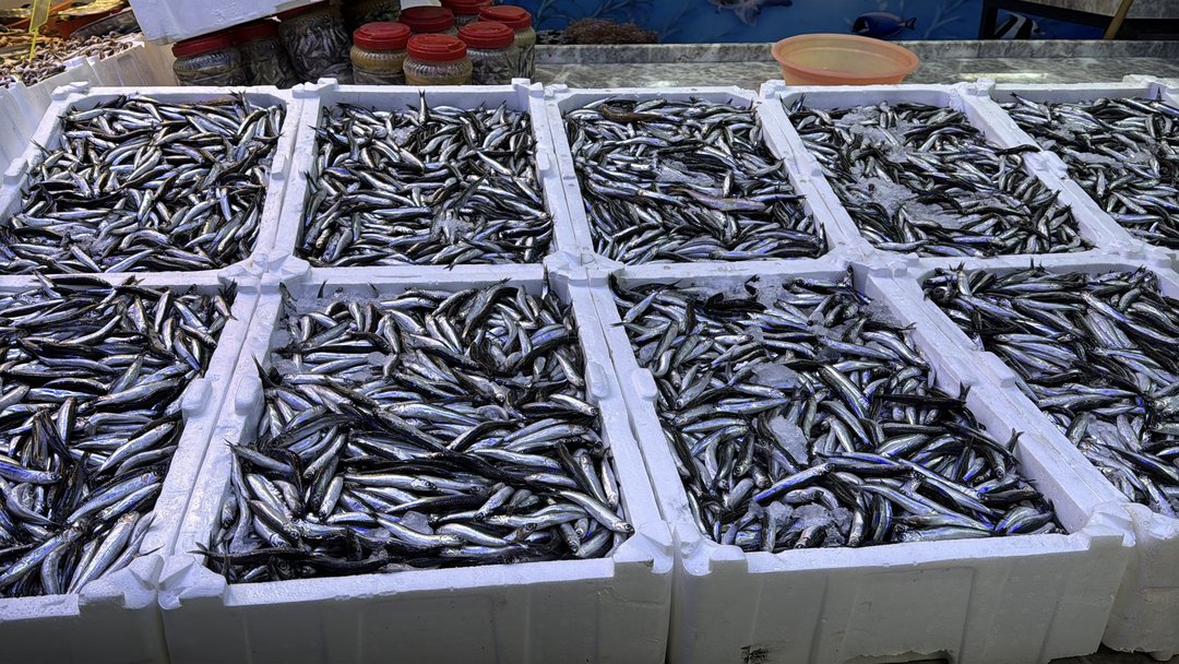 HAMSİ BEREKETİ YAŞANIYOR