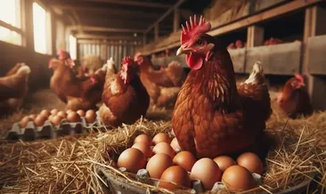Tavuk eti ve yumurtasında kritik rakamlar açıklandı