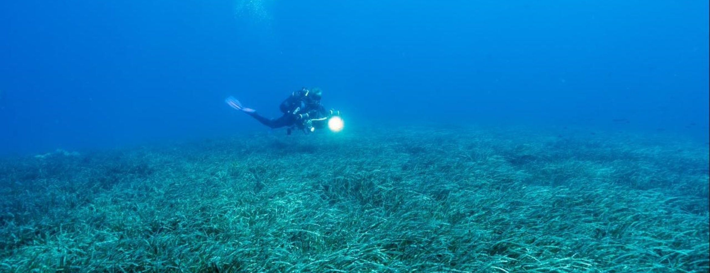 Deniz Çayırları Karbon Tutmada Ne Kadar Etkili? Türkiye’de Yeni Araştırma