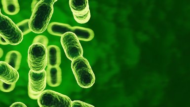 Tribiyotikler nedir?