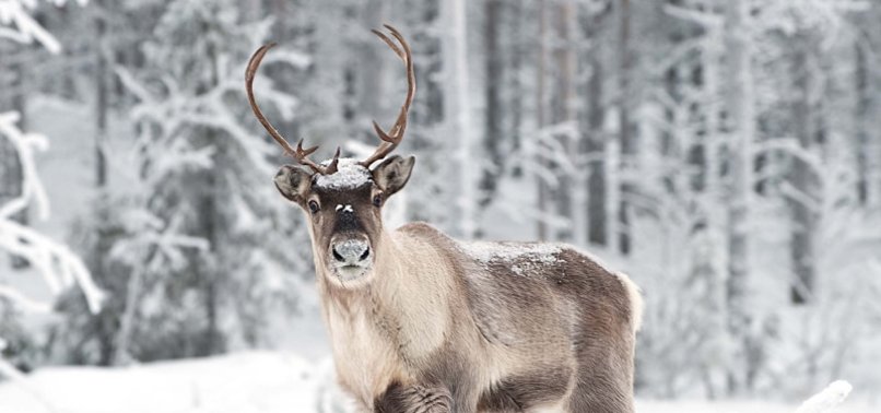 REINDEER AND PENGUINS AMONG THE THREATENED SPECIES HIGHLIGHTED BY WWF