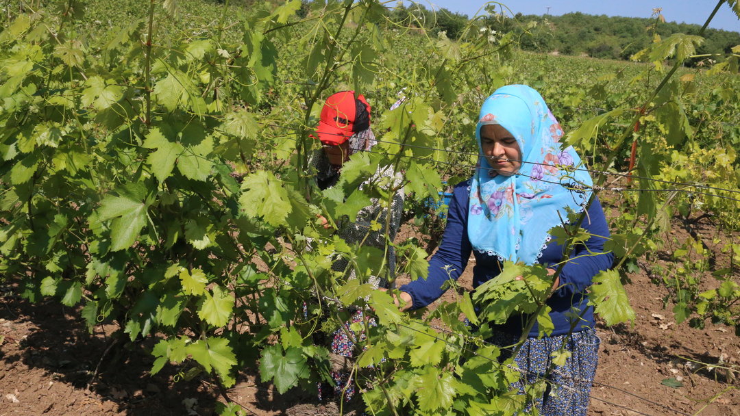 MEŞHUR YAPRAĞIN HASADI SÜRÜYOR