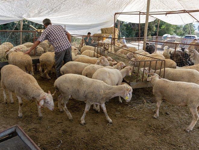 Kurban Bayramı tarihi