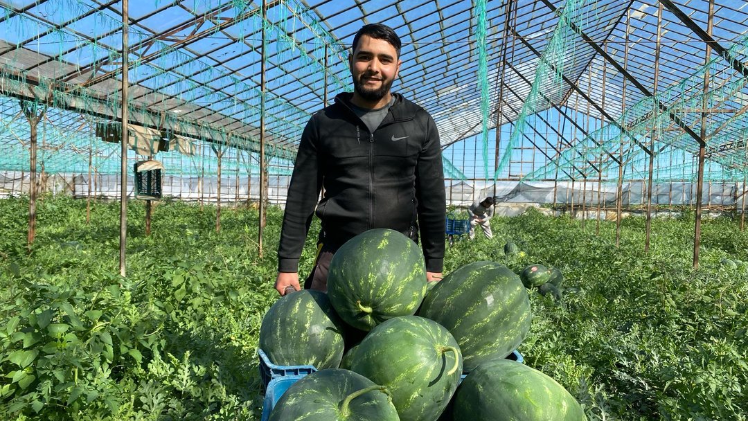 SERALARDA YETİŞEN İLK KARPUZLAR SOFRALARA TAŞINIYOR