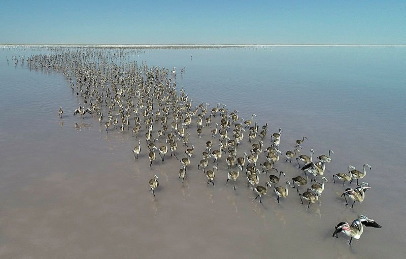 Turkeys Salt Lake welcomes thousands of flamingo chicks
