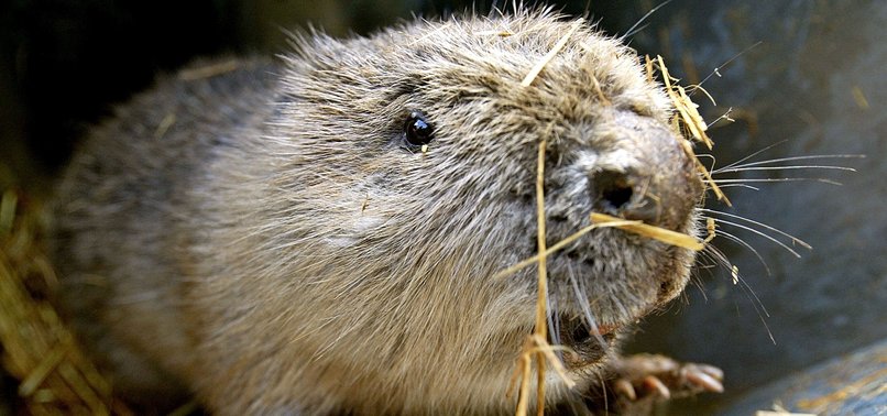 BEAVERS BROUGHT IN TO BEAT FLOODING IN BRITAIN