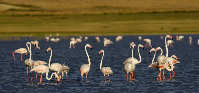 PINK INVASION: FLAMINGOS NEST ON LAKE VAN FOR THE SUMMER
