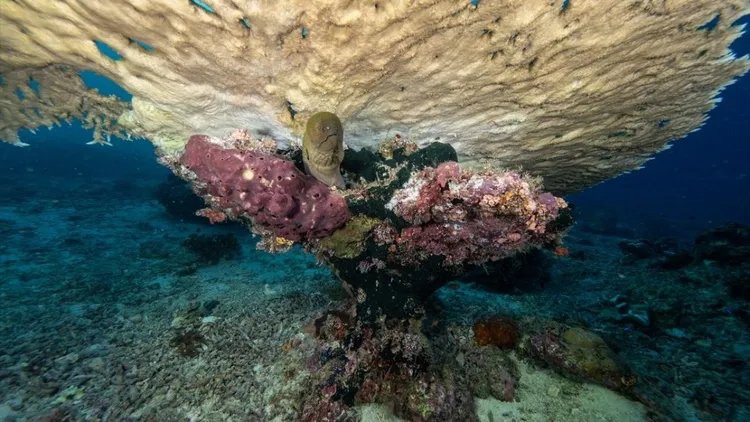Rich underwater life of Sipadan Island