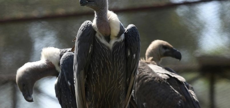 OVER 150 ENDANGERED VULTURES POISONED TO DEATH IN SOUTHERN AFRICA