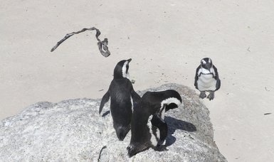 Experts: African penguins may go extinct in next few decades