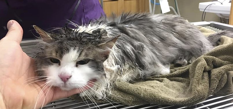 VETERINARIANS REVIVE CAT THAT NEARLY FROZE IN MONTANA