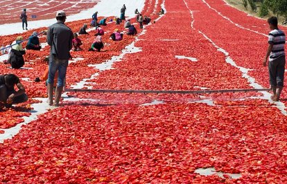 Kurudomatesihracatı62milyondolaraulaştı