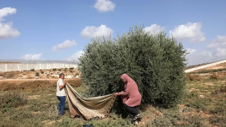 Olive harvest in the occupied West Bank