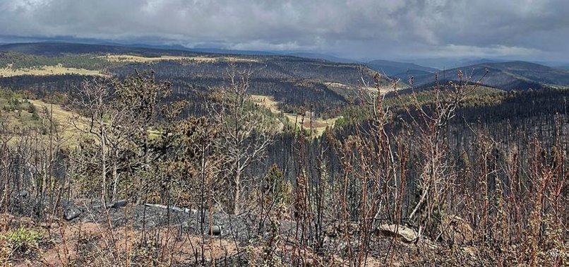 U.S. GOVT TO COVER 100% OF COSTS OF NEW MEXICO WILDFIRE RESPONSE