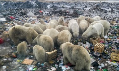 Human food waste 'threat' to polar bears: report