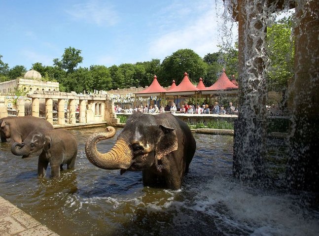 Zoo in Germany kills baboons, feeds them to carnivores