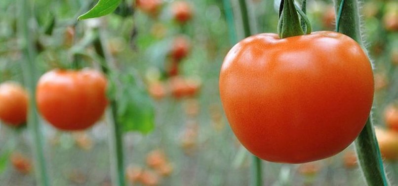 RUSSIA AGREES TO IMPORT 50,000 TONS OF TURKISH TOMATOES