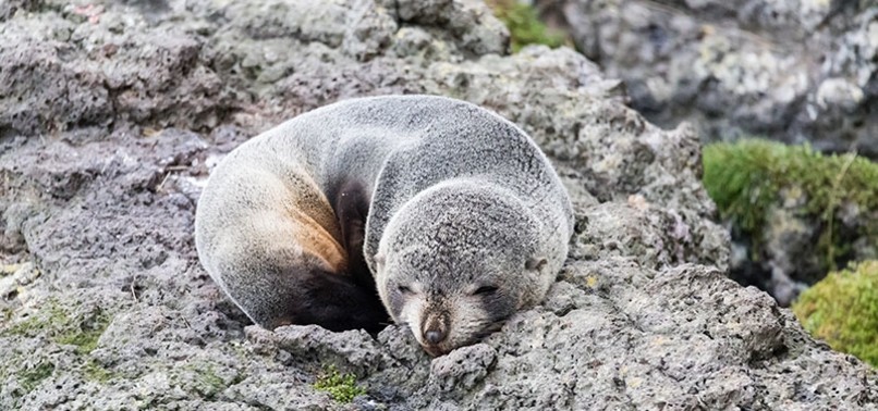 6 BABY SEALS FOUND DECAPITATED IN NEW ZEALAND, ENRAGING OFFICIALS, LOCALS