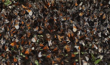 Decline in number of monarch butterflies wintering in Mexico