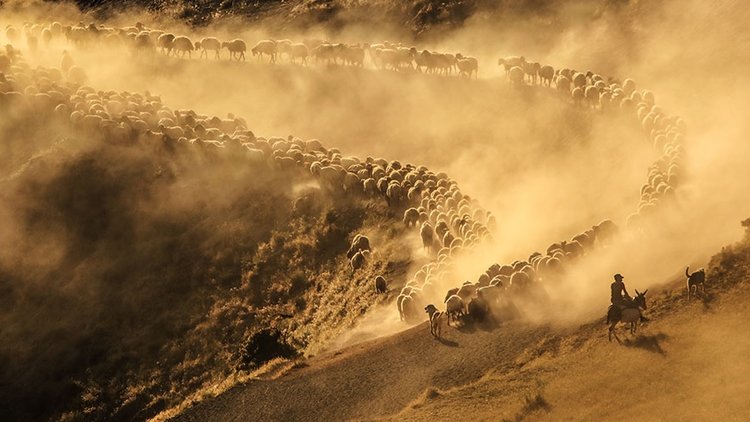 Sürülerin Nemrut Dağı’na tozlu yolculuğu