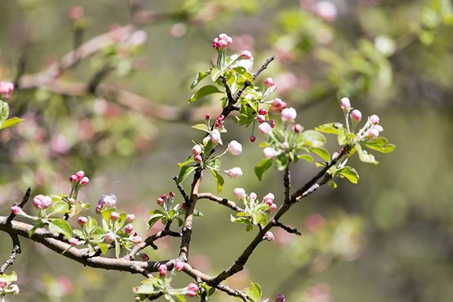 Edebiyatın önemli şairlerinden bahar konulu şiirler