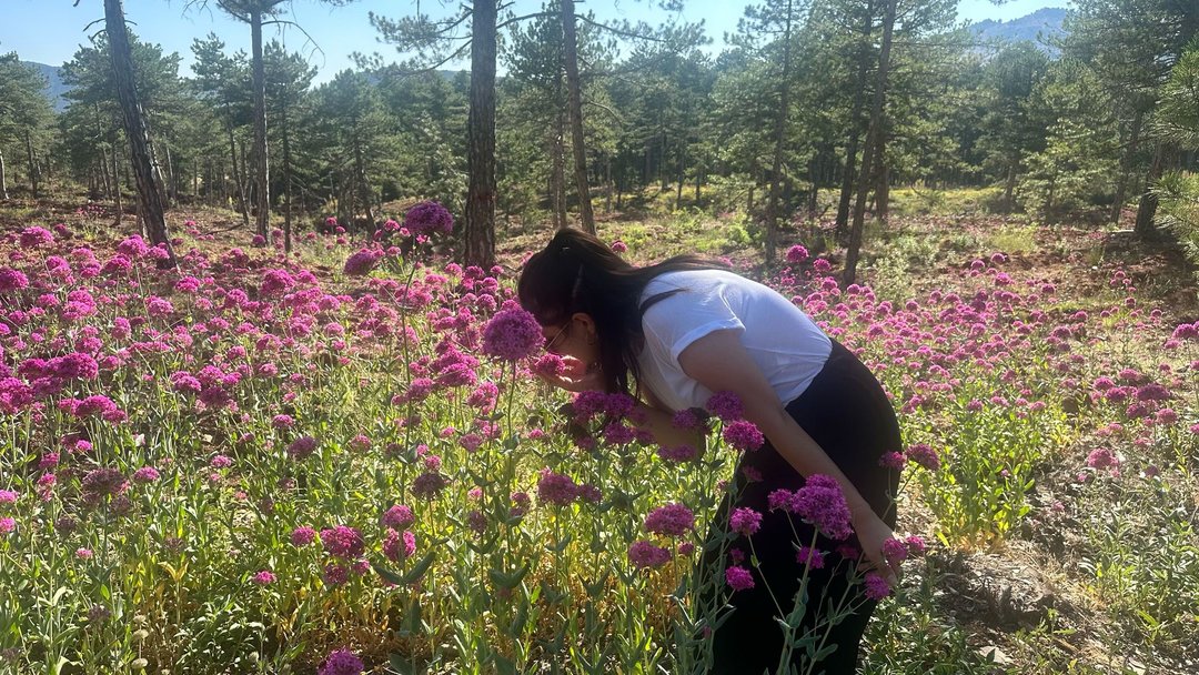 ISPARTA’DA ÇAMYOL ORMANI MOR ÇİÇEKLERLE BEZENDİ