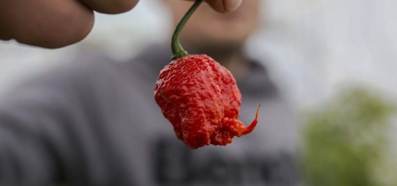 EATING SPICY FOOD REDUCES RISK OF STROKE, HEART DISEASE, STUDY CLAIMS