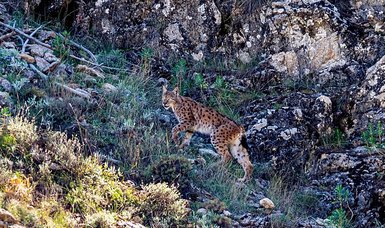 Endangered lynx spotted in southern Türkiye
