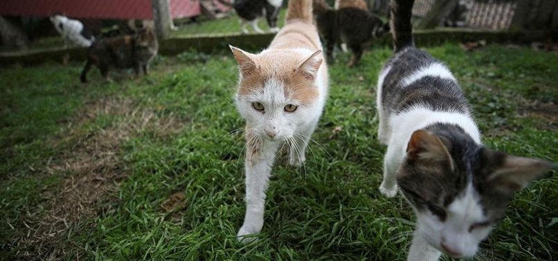 US ELDERLY LADY GIVEN JAIL TIME FOR FEEDING CATS