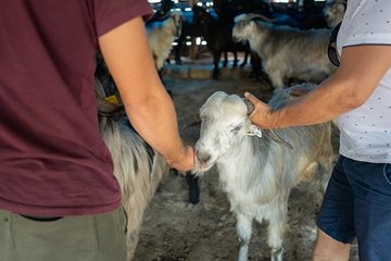 Adak adamanın dindeki yeri nedir?