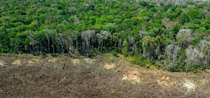 DEFORESTATION IN AMAZON RAINFOREST EXCEEDS 11,000 KM²