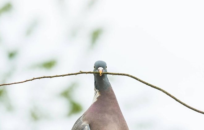 Posta Guvercinleri Yollarini Nasil Buluyorlardi Galeri Fikriyat Gazetesi