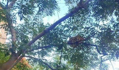Huge 15-kilo python caught hanging from a tree in Barcelona