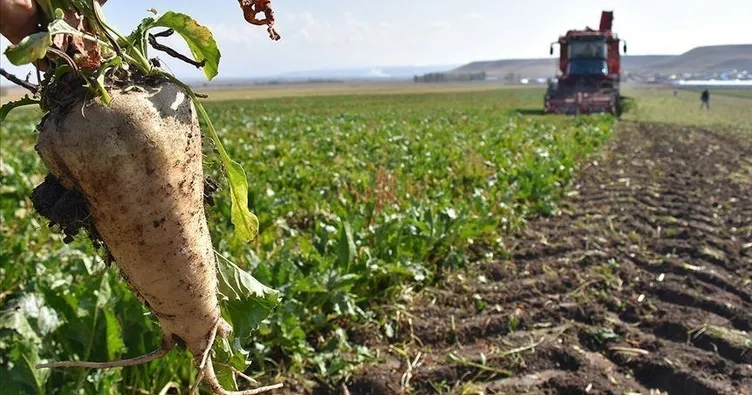 Bakanlık açıkladı: Şeker pancarının alım fiyatı belli oldu