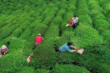 Rize’nin 8 aylık çay ihracatı