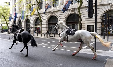 Escaped army horses bolt through central London