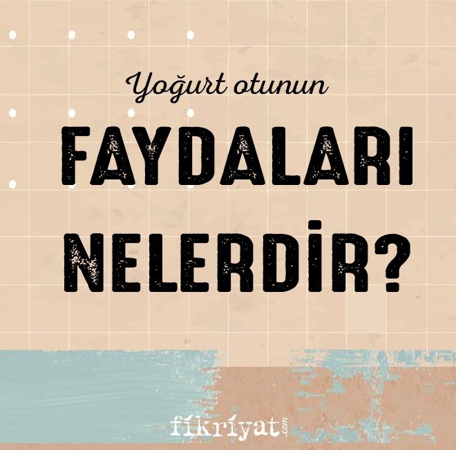 YOĞURT OTUNUN FAYDALARI NELERDİR?