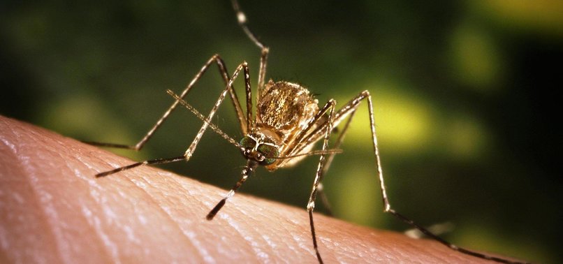 RUSSIA SEES POSSIBLE INCREASE IN WEST NILE VIRUS CASES THIS AUTUMN