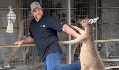 American tourist engages in a fight with a kangaroo at Australian wildlife park