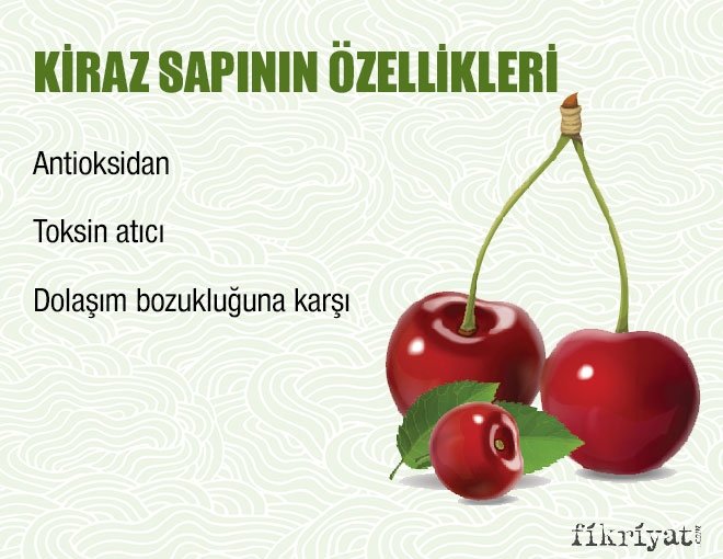 KİRAZ SAPI KÜRÜ