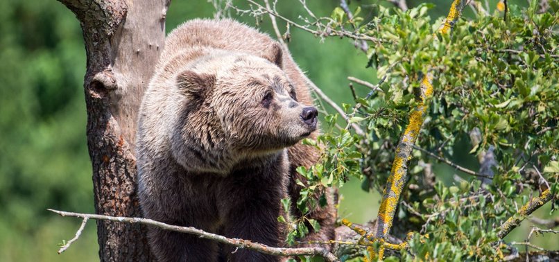 HIKER DIES IN GREECE BEAR ENCOUNTER