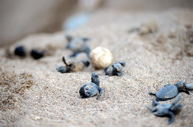 Carettalar carettalar denizle buluştu