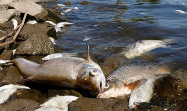 Poland extends bathing ban on Oder River in wake of fish die-off