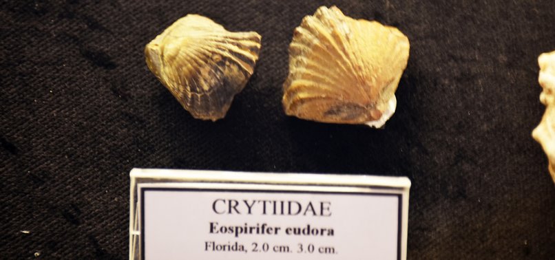 460 MILLION-YEAR-OLD SEASHELL FOSSIL FOUND AMONG DONATIONS TO BODRUM MARITIME MUSEUM