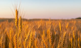 Tarımda hibe alabileceğiniz alanlar