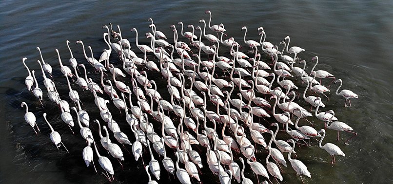 FLAMINGOS NESTING IN EASTERN TURKEY READY TO MIGRATE