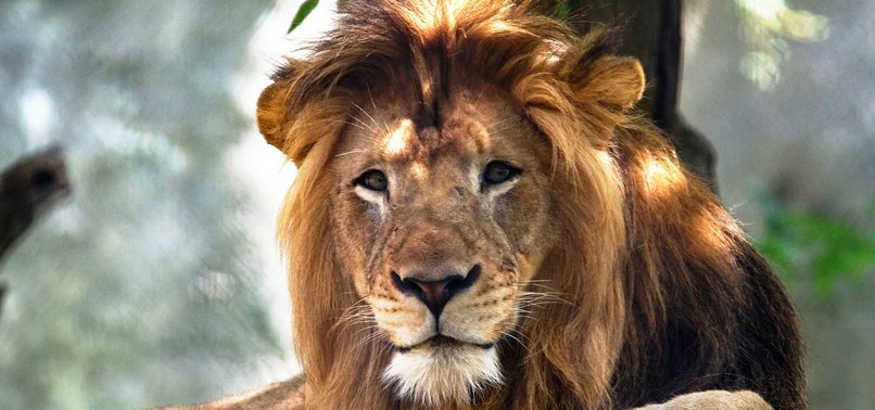 FEMALE LION KILLS LONGTIME PARTNER, FATHER OF 3 CUBS AT INDIANAPOLIS ZOO