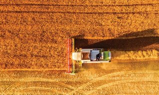 Küresel buğday krizi kapıda!