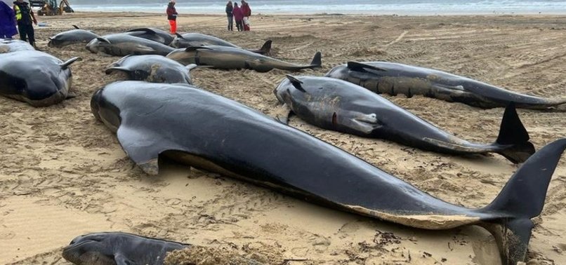FIFTY-FIVE PILOT WHALES STRANDED ON WEST COAST OF SCOTLAND DIED