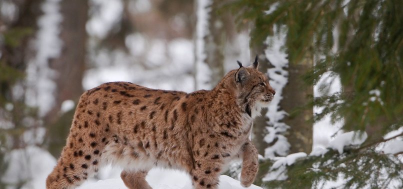 SLOVENIAN ALPS LYNX AT DECLINE RISK